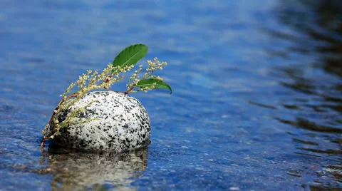 Flower resting on a rock. Stock-Footage 68660164