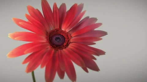 Flower revealing Stock Footage 12188908