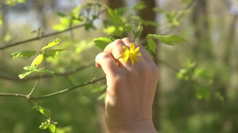 Flower Ring Video stock 10906158