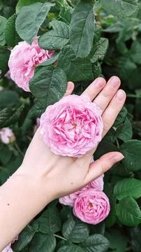 Flower ring Stock Photos
