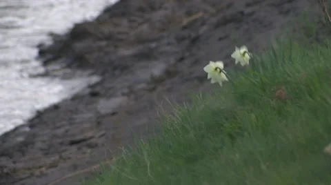 Flower on river bank Stock Footage 49078660