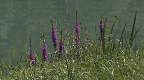 Flower at river 動画素材 7736639