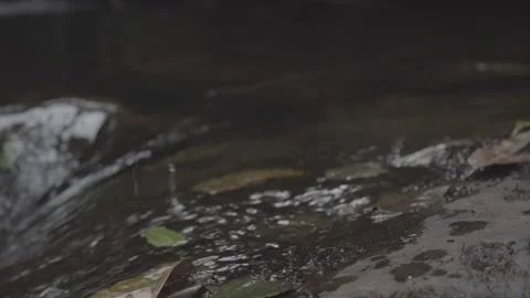 Flower in the river Video stock 151928393