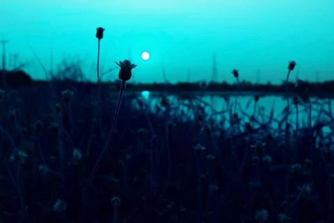 Flower at the river Stock Photos