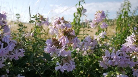 Flower on the road Stock Footage 77641223