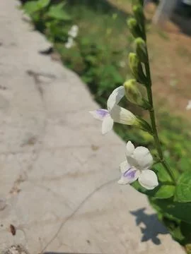 Flower in road Stock Photos