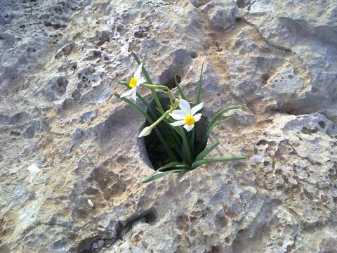 Flower in the rock 스톡 사진