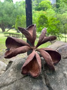 Flower on the rock Stock Photos