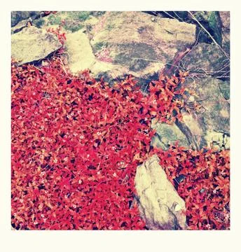Flower on the rocks. Foto stock