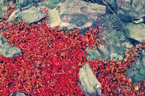 Flower on the rocks. Stock Photos