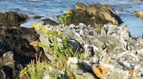 Flower on Rocky Shore with Waves Video stock 40432340