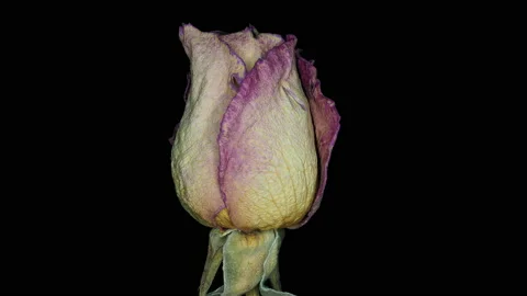 Flower, rose 1, rotation Video stock 134943242