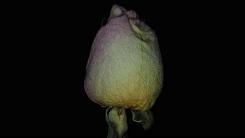 Flower, rose 4, rotation, part2 Video stock 134880122