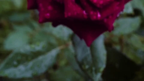 Flower rose after the rain. Close up shot in 4k Stock Footage 77230877