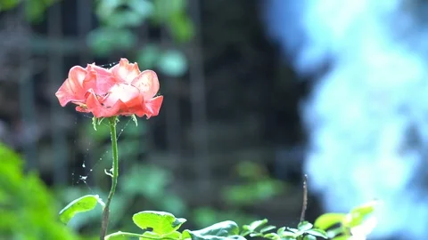 Flower Rose on the background of fire and smoke. Stockbeeldmateriaal 112638477