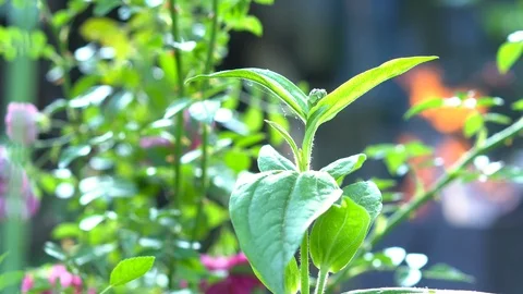 Flower Rose on the background of fire and smoke. Видео 112638584