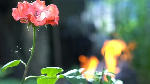 Flower Rose on the background of fire and smoke. Stockbeeldmateriaal 112639670