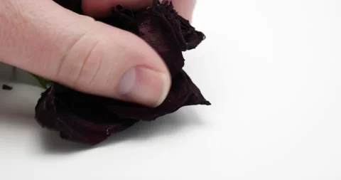 Flower rose being crushed in hand and torn apart Stock Footage 150252839