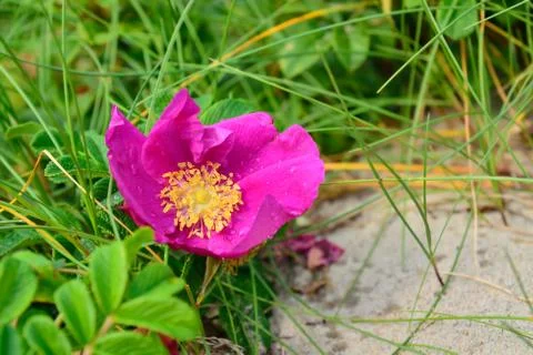 Flower rose with dew drops Stock Photos