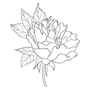 Flower rose. Hand drawn. Vector illustration. Isolated linear plant bloomin.. Stock Illustration