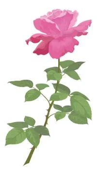 Flower rose Stock Illustration