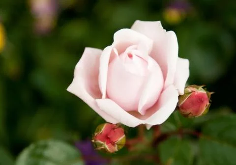Flower rose Stock Photos