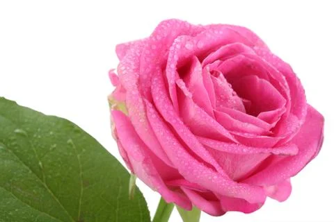 Flower Rose Stock Photos