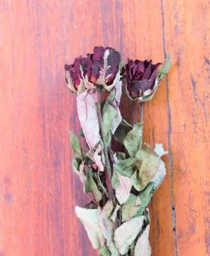 Flower rose Stock Photos