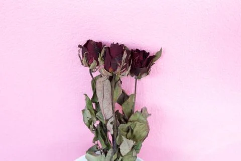 Flower rose Stock Photos