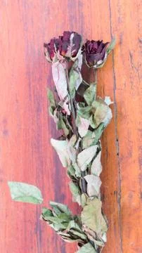 Flower rose Stock Photos