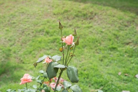 Flower rose Stock Photos