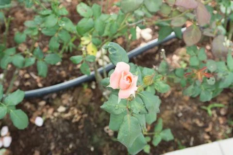 Flower rose Foto stock