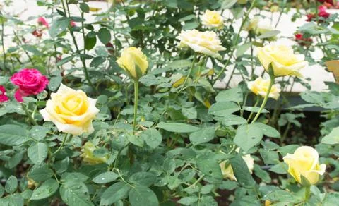 Flower rose Stock Photos