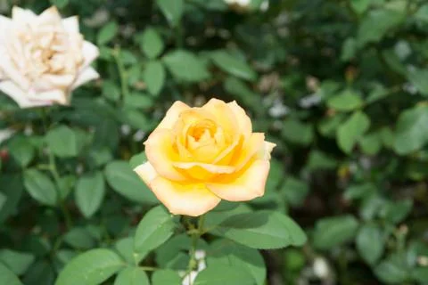 Flower rose Stock Photos