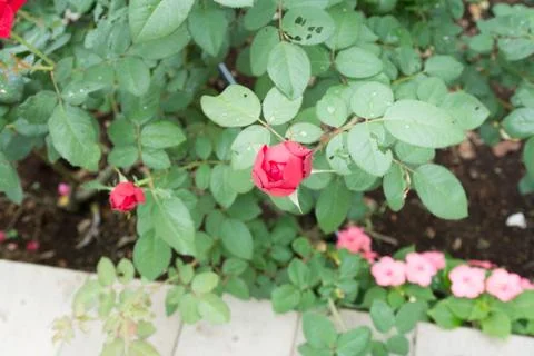 Flower rose Stock Photos
