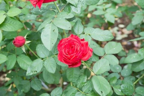 Flower rose Stock Photos