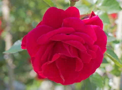 Flower of rose Stock Photos