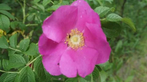 Flower Rose Fotos Stock