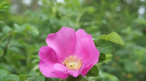 Flower Rose Stock Photos