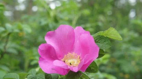 Flower Rose Stock Photos
