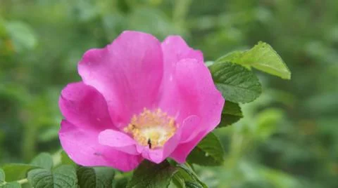 Flower Rose Stock Photos
