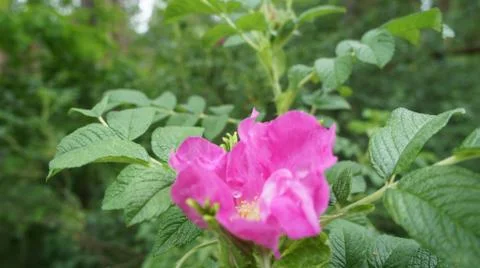 Flower Rose Stock Photos