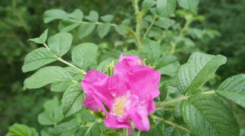 Flower Rose 스톡 사진