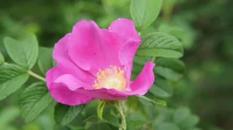 Flower Rose Stock-Fotos