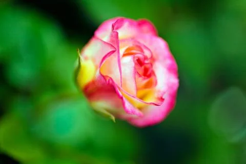 Flower rose Gratis Stockfotos