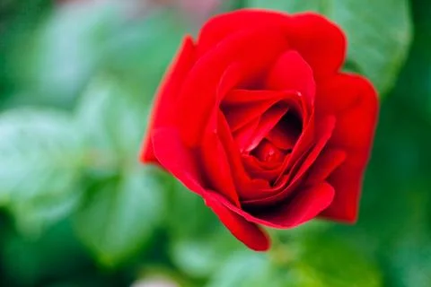Flower rose Foto stock gratuite