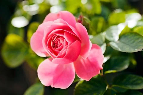 Flower rose Foto stock gratuite