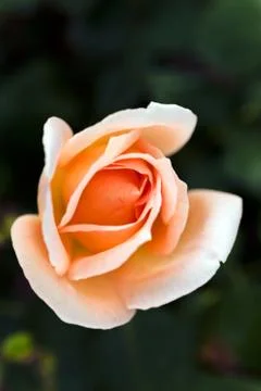 Flower rose Foto stock gratuite