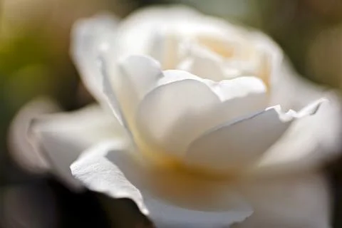 Flower rose Free Stock Photos