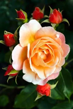 Flower rose Free Stock Photos